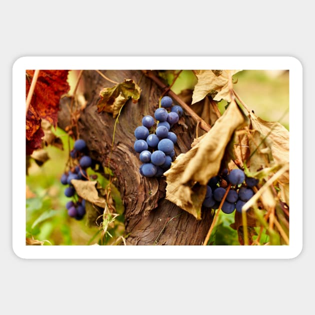 Blue grapes on a vine, closeup Sticker by naturalis